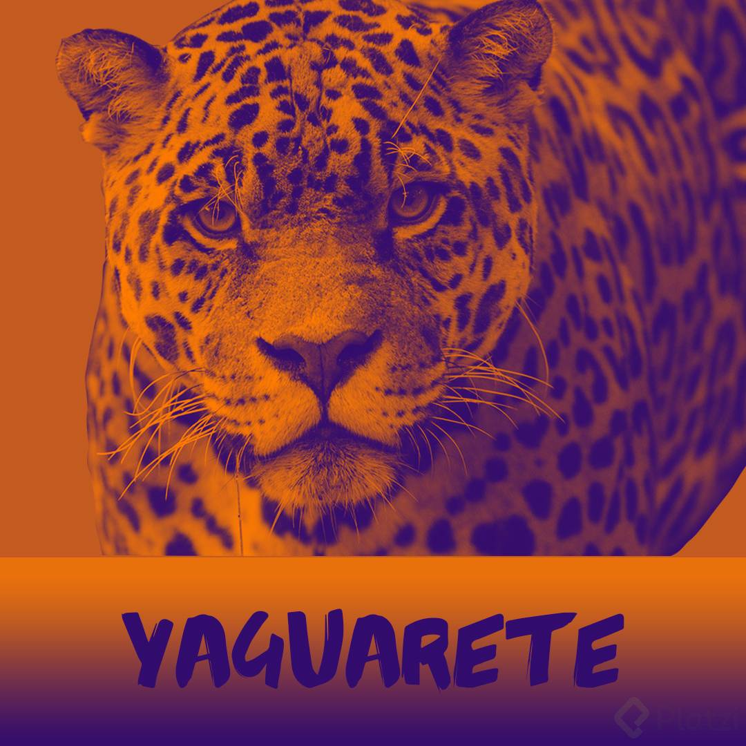 Yaguaretee.jpg