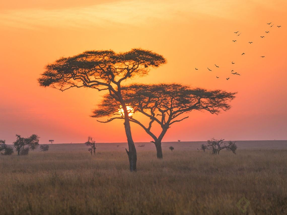 africa-slide_0.jpg