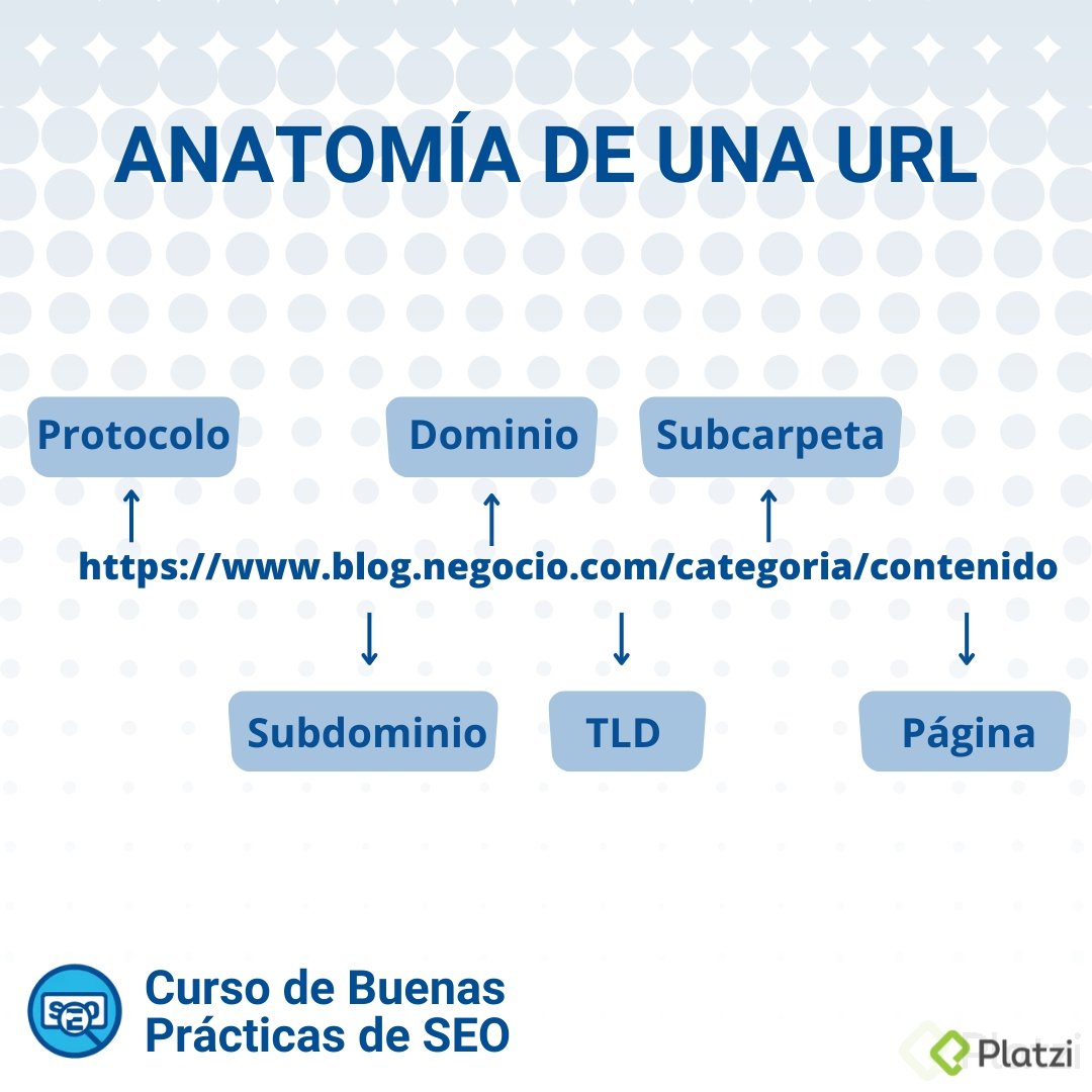 anatomia url(1).png