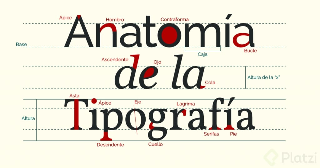 anatomia-de-la-tipografia-1024x538.png