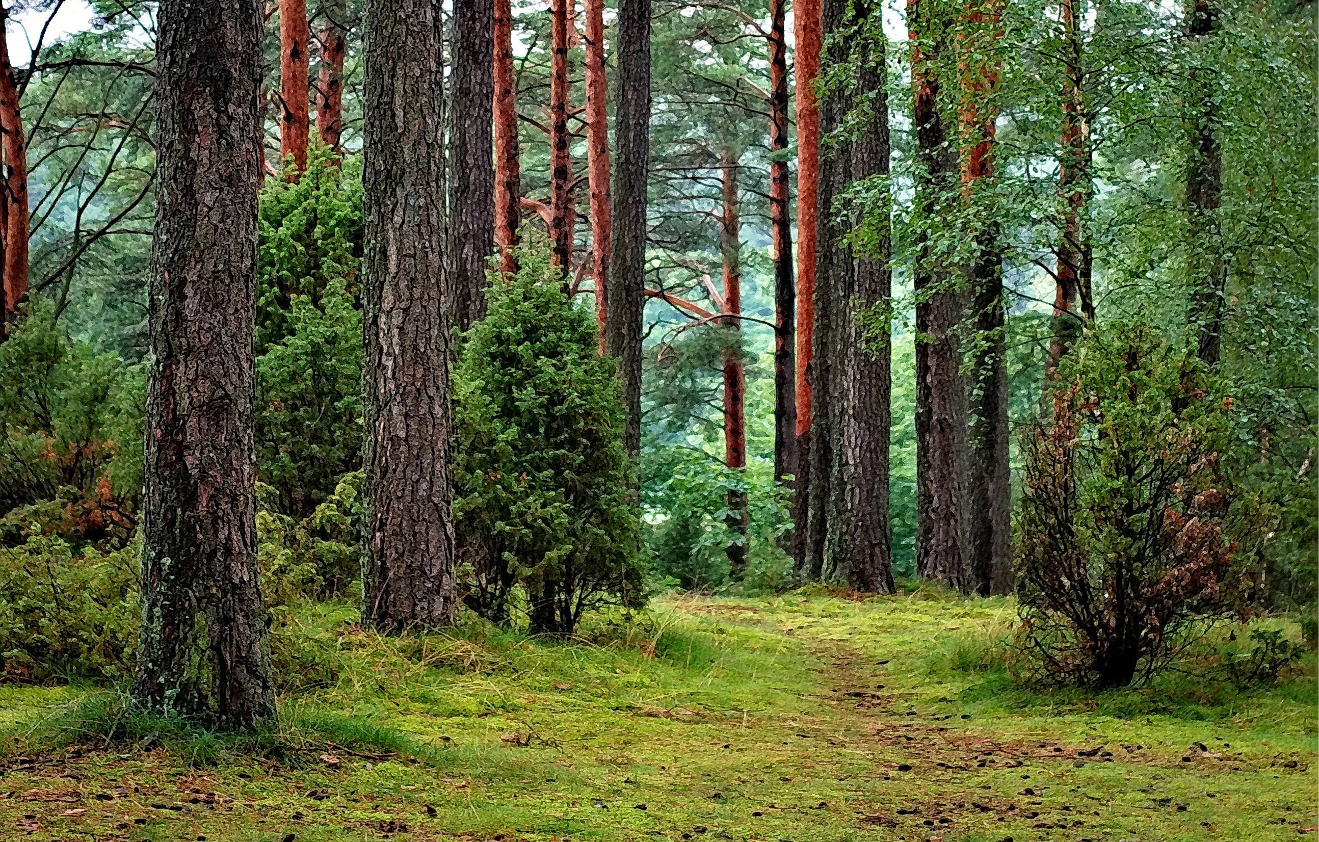 Bosque con distintos tipos de árbol