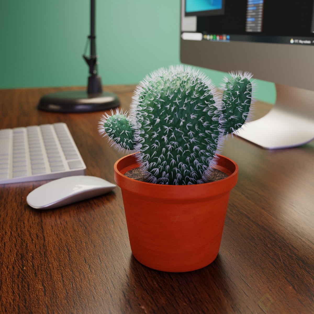 cactus.jpg