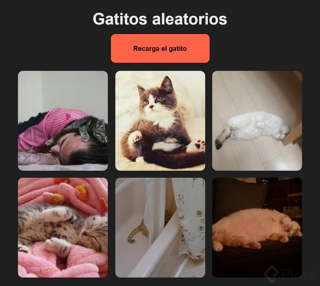 captura gatitos.png