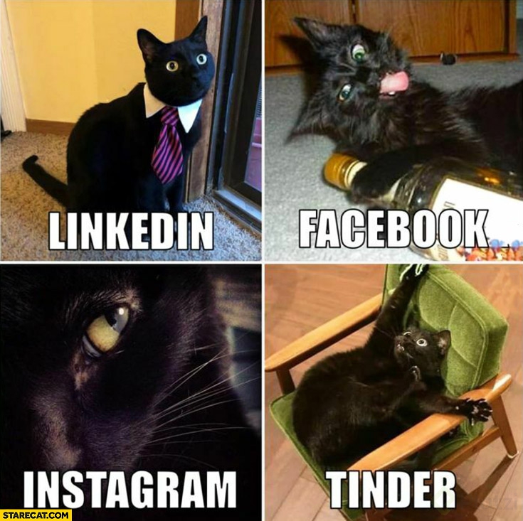 cats-dolly-parton-challenge-linkedin-facebook-instagram-tinder.jpg