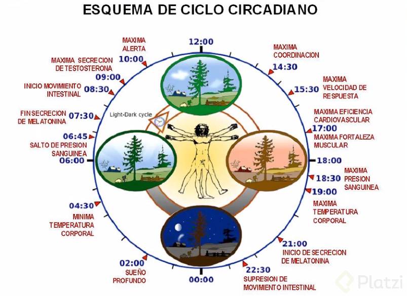 esquema del ciclo circadiano.png