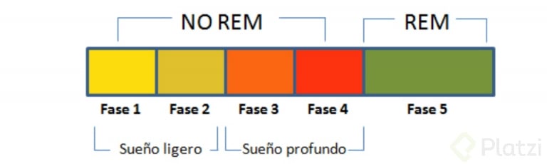 fases-del-sueño-no-rem-768x230-2171275219.png