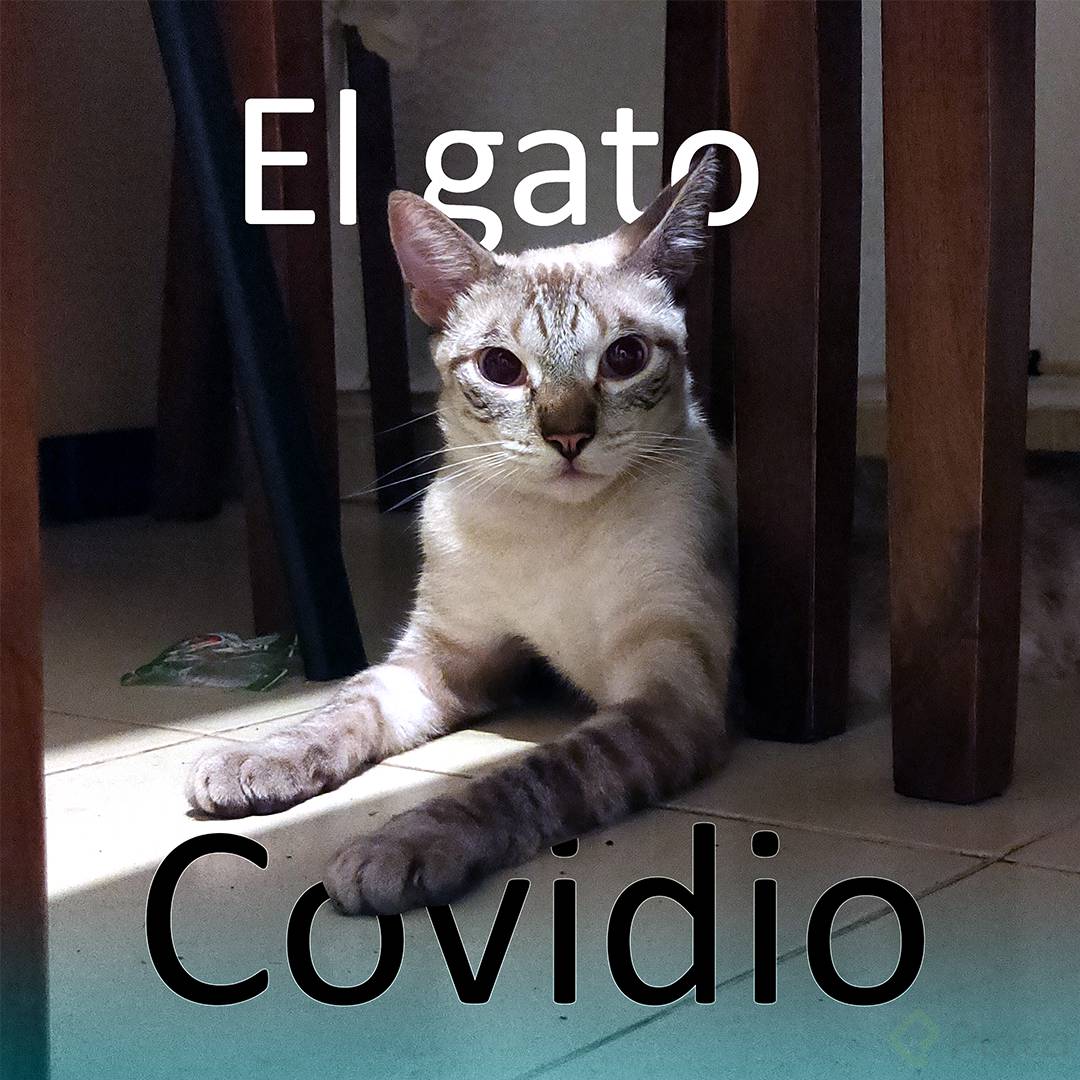 gato-covidio-2.png
