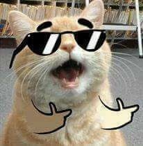 gato-meme-feliz.jpg