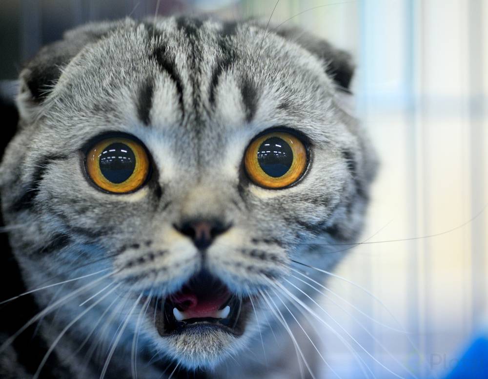 gato-sorprendido.jpg
