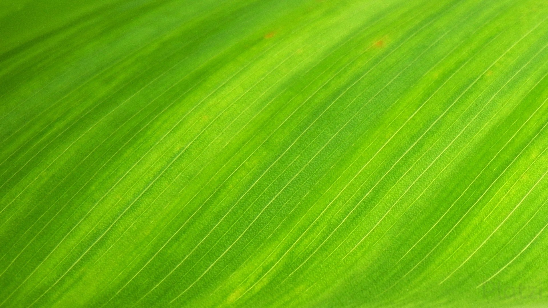 green-green-leaf-nature-66869.jpg