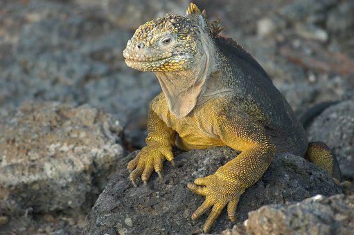 lizard-2113966__340.jpg