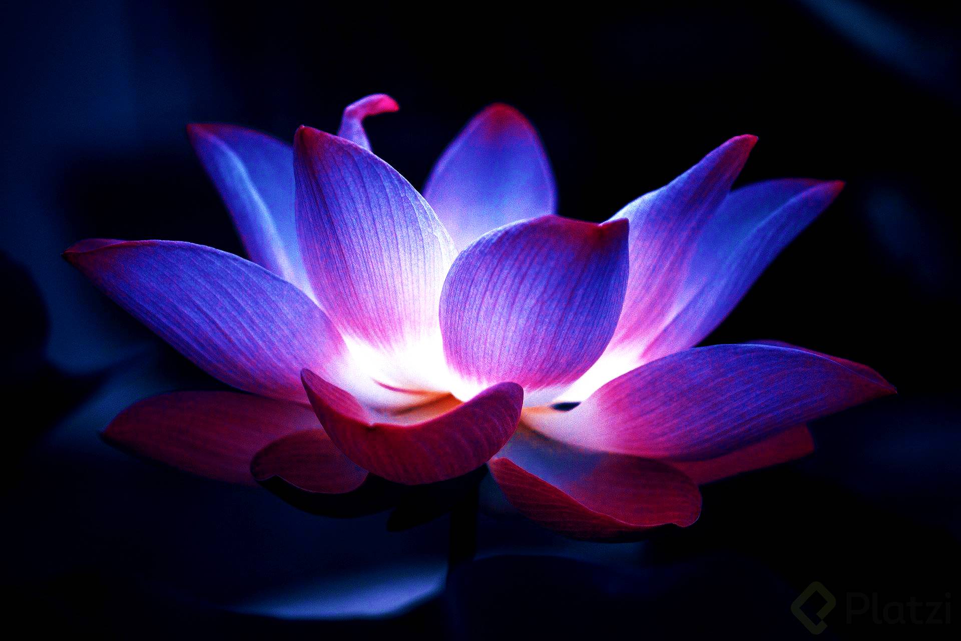 lotus-neon 2 6474572_1920.jpg
