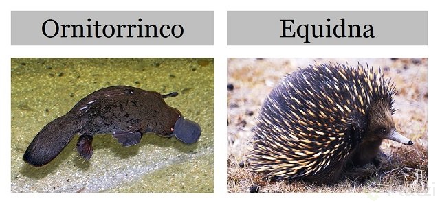 mamiferos-oviparos.jpg