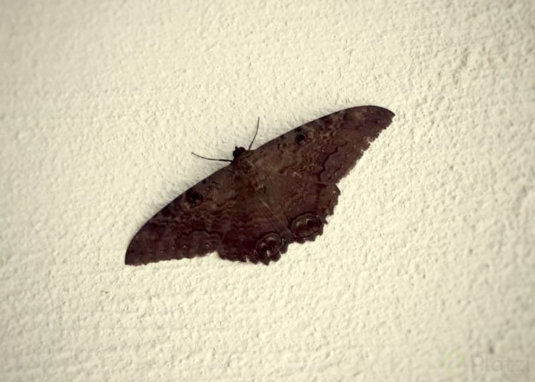 mariposa-negra-750x536.jpg