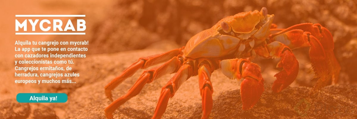 mycrab.jpg
