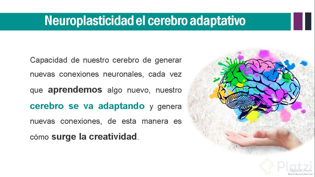 neruroplasticidad.png
