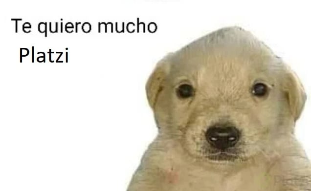 perritoplatzi.PNG