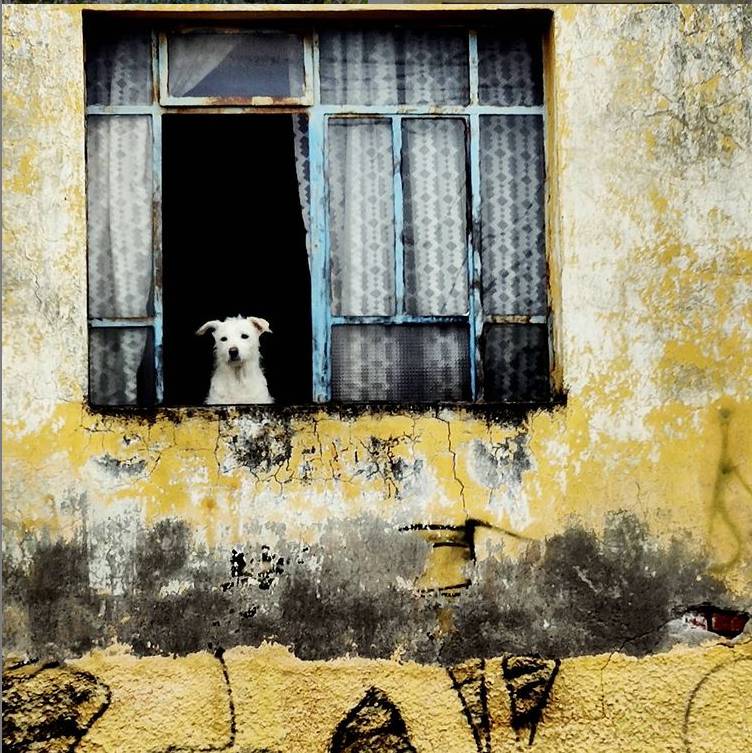 perritos random.png