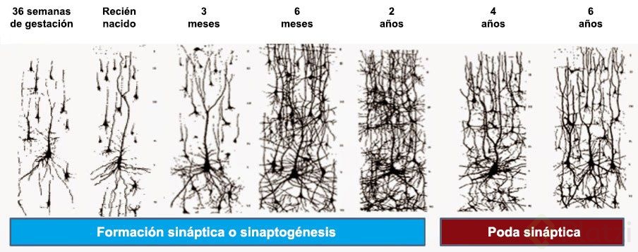 poda-neuronal2.jpg