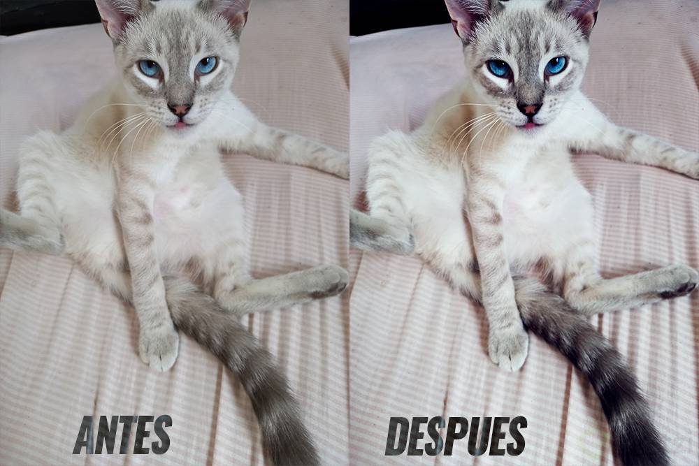 remy-baudouiN.png
