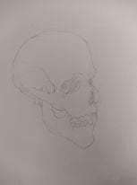 skull.jpg