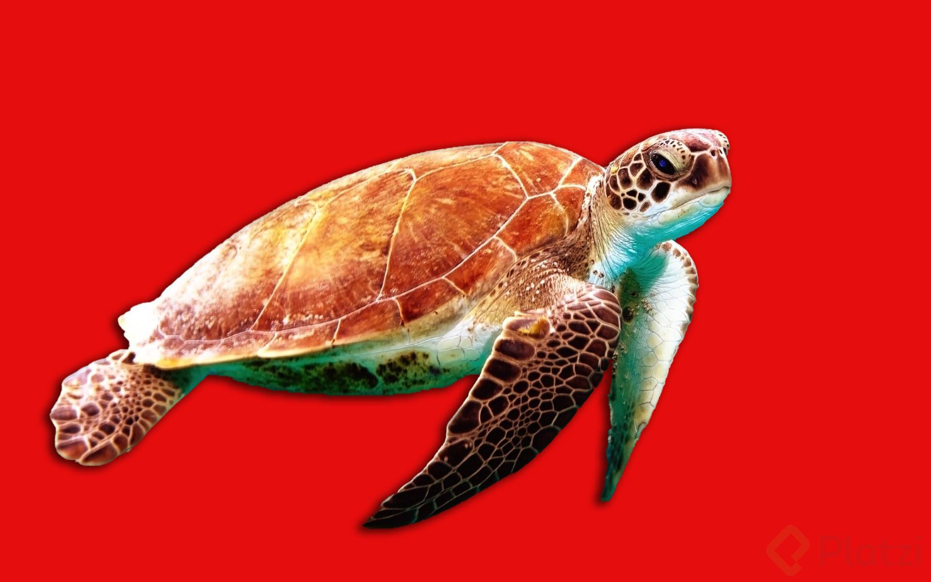 tortuga con mar rojo.png